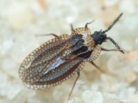 Kalama tricornis