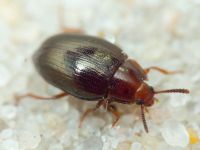 Scaphidema metallicum