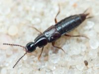 Staphylinidae
