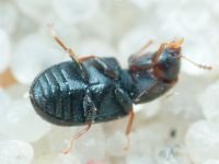 Orthocis lucasi