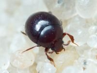 Abraeus perpusillus