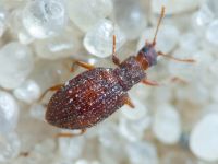 Stephostethus angusticollis