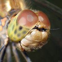 Sympetrum striolatum