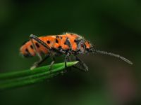 Corizus hyoscyami