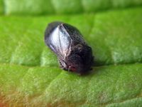 Penthimia nigra