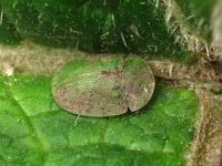 Cassida (Cassida) rubiginosa