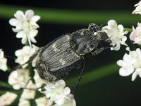 Valgus hemipterus