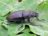Lucanus cervus