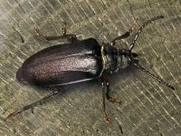 Prionus coriarius
