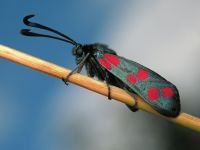 Zygaena filipendulae