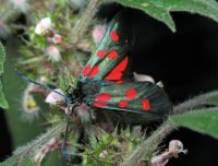 Zygaena lonicerae