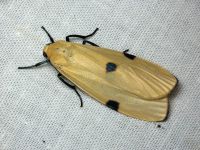 Lithosia quadra
