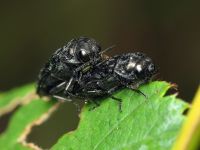 Coraebus rubi
