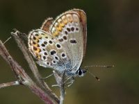 Plebejus argus