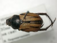 Cyriopertha massageta