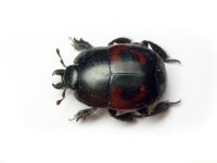 Hister quadrimaculatus