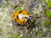 Hippodamia variegata