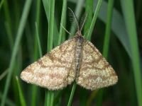 Ematurga atomaria
