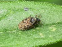 Dictyla echii