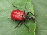 Apoderus coryli