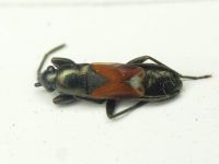 Pterotmetus staphyliniformis