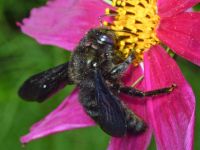 Xylocopa