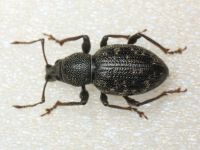 Otiorhynchus pilosus