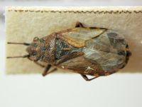 Nithecus jacobaeae