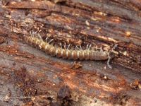 Myriapoda