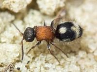 Smicromyrme sicana