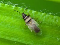 Oxycarenus (Euoxycarenus) pallens