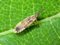 Agramma atricapillum