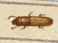 Prostomis mordax