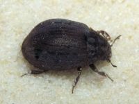 Byrrhus fasciatus