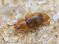 Epuraea