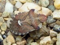 Dyroderes umbraculatus