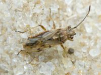 Nysius helveticus