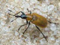 Lasiorhynchites (Stenorhynchites) coeruleocephalus