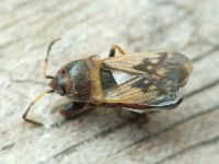 Megalonotus sabulicola