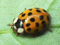 Harmonia axyridis
