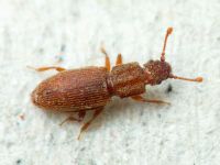 Monotoma quadrifoveolata