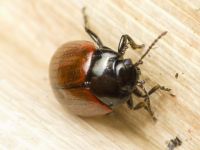 Chrysolina reitteri