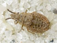 Aradus cinnamomeus