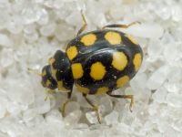 Coccinula quatuordecimpustulata
