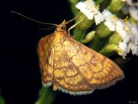 Anania verbascalis
