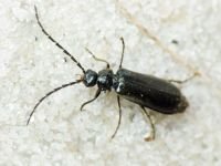 Autosilis nitidula