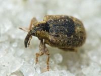 Stereonychus fraxini