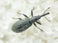 Stenopterapion (Stenopterapion) tenue