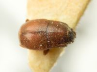 Plegaderus otti
