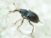 Exapion corniculatum